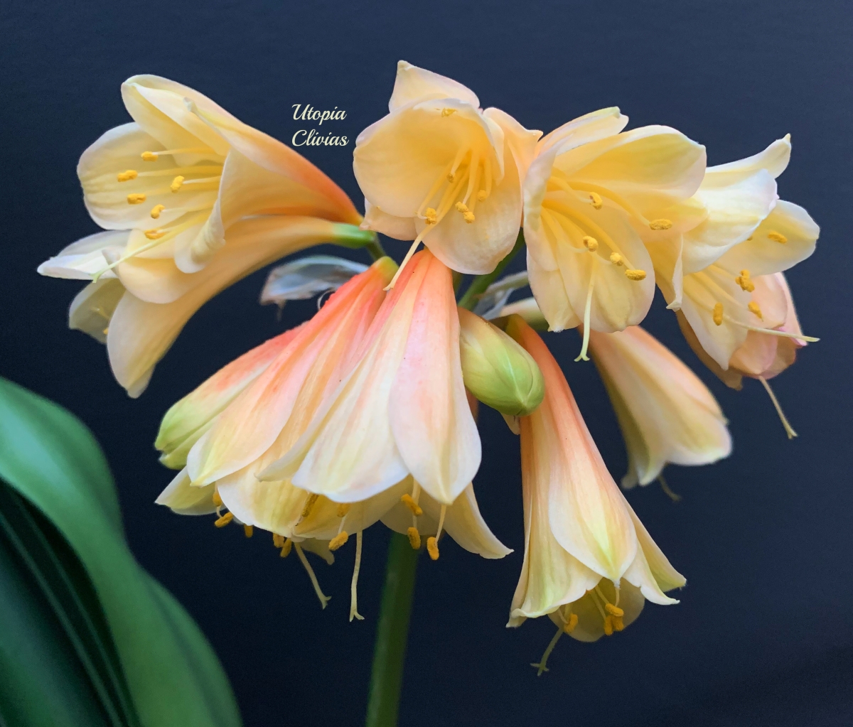 Breeding Pink Interspecific Clivias – The Story Behind the Secret